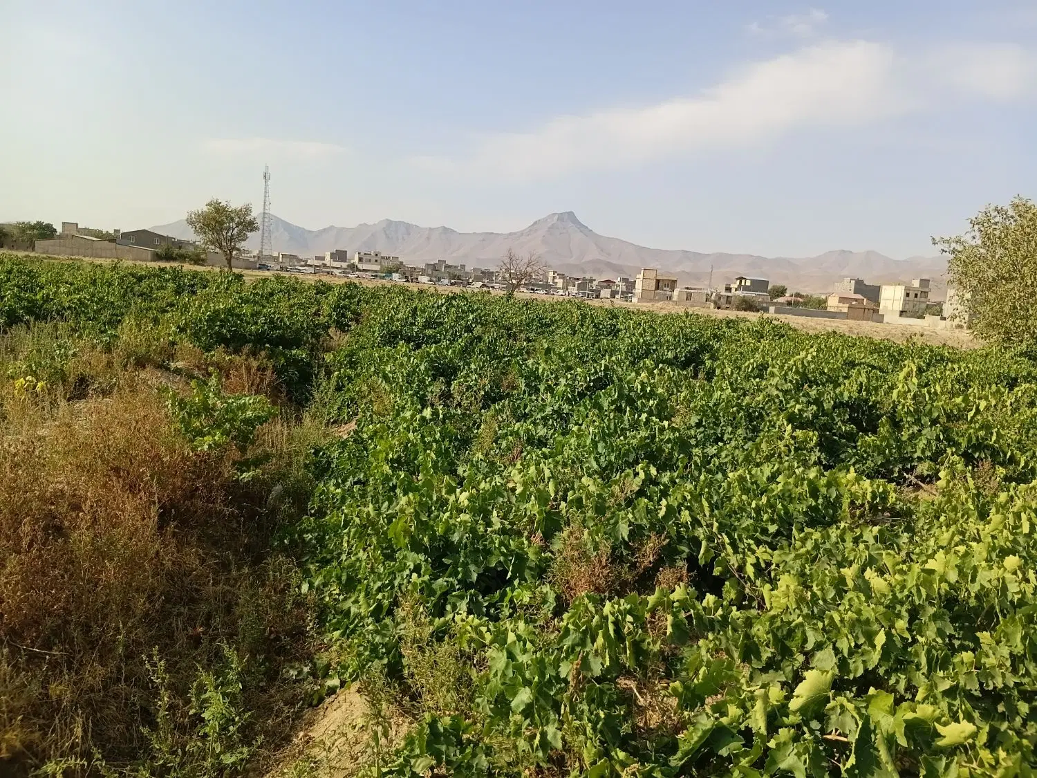 باغ انگور فروشی