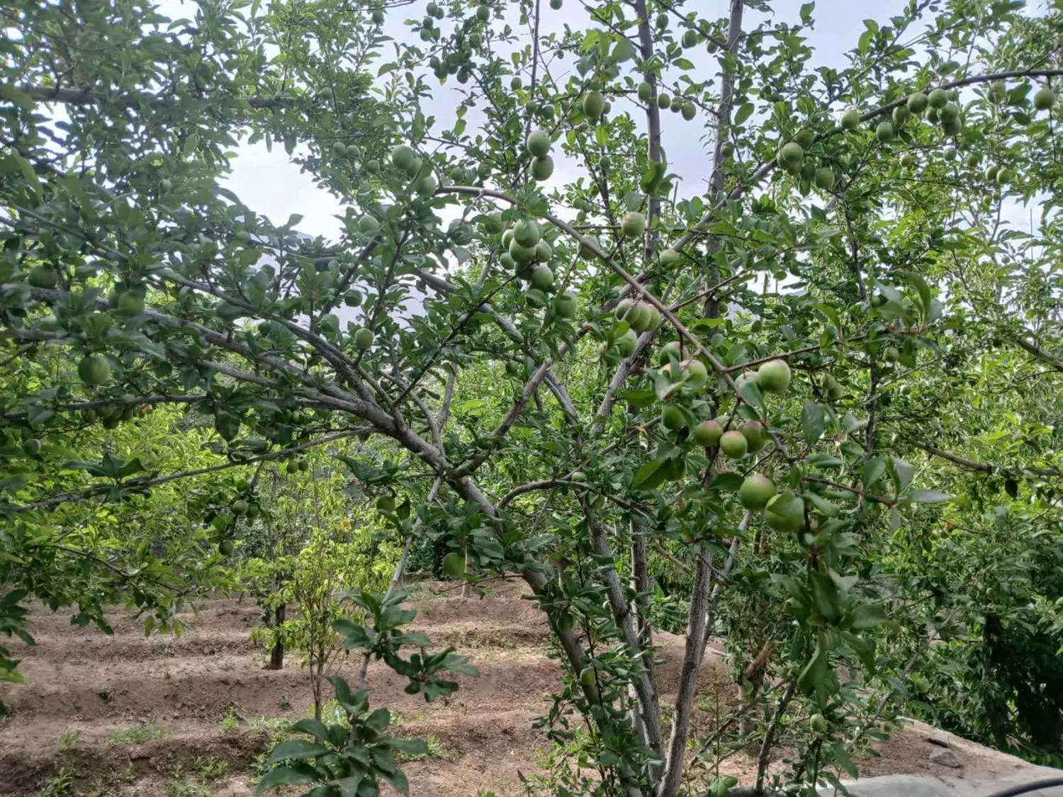 خانه باغ قرق ده بالا