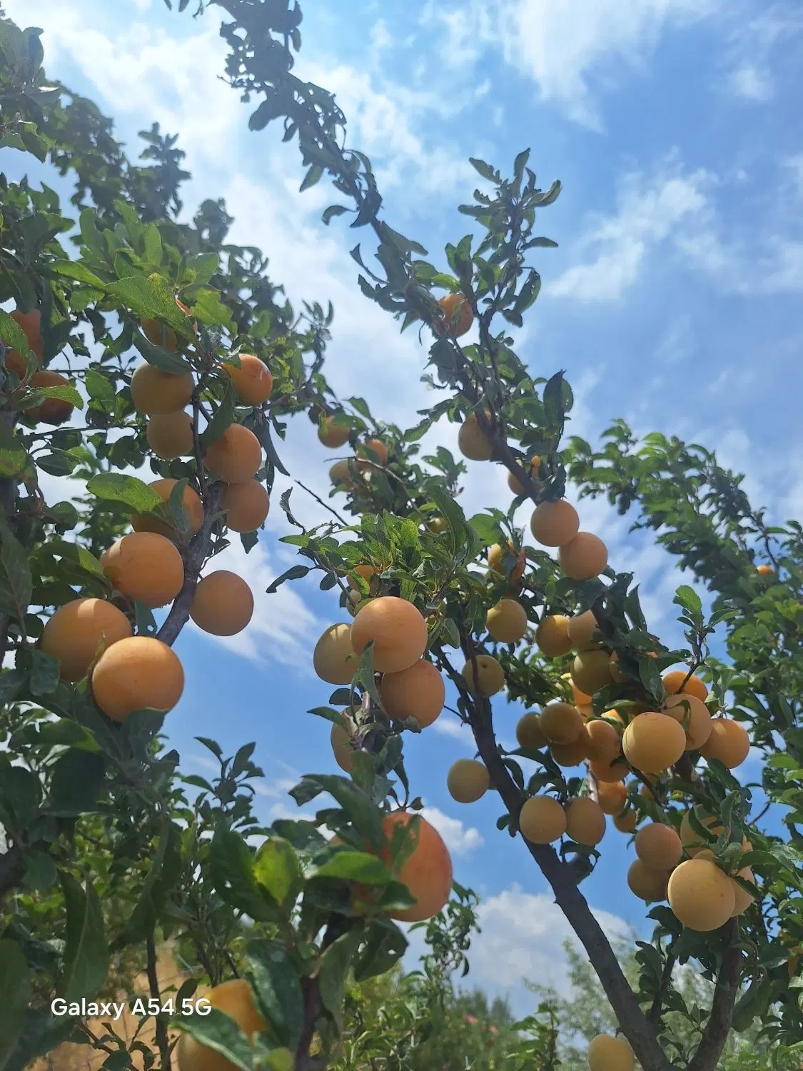 باغ 1300 متر