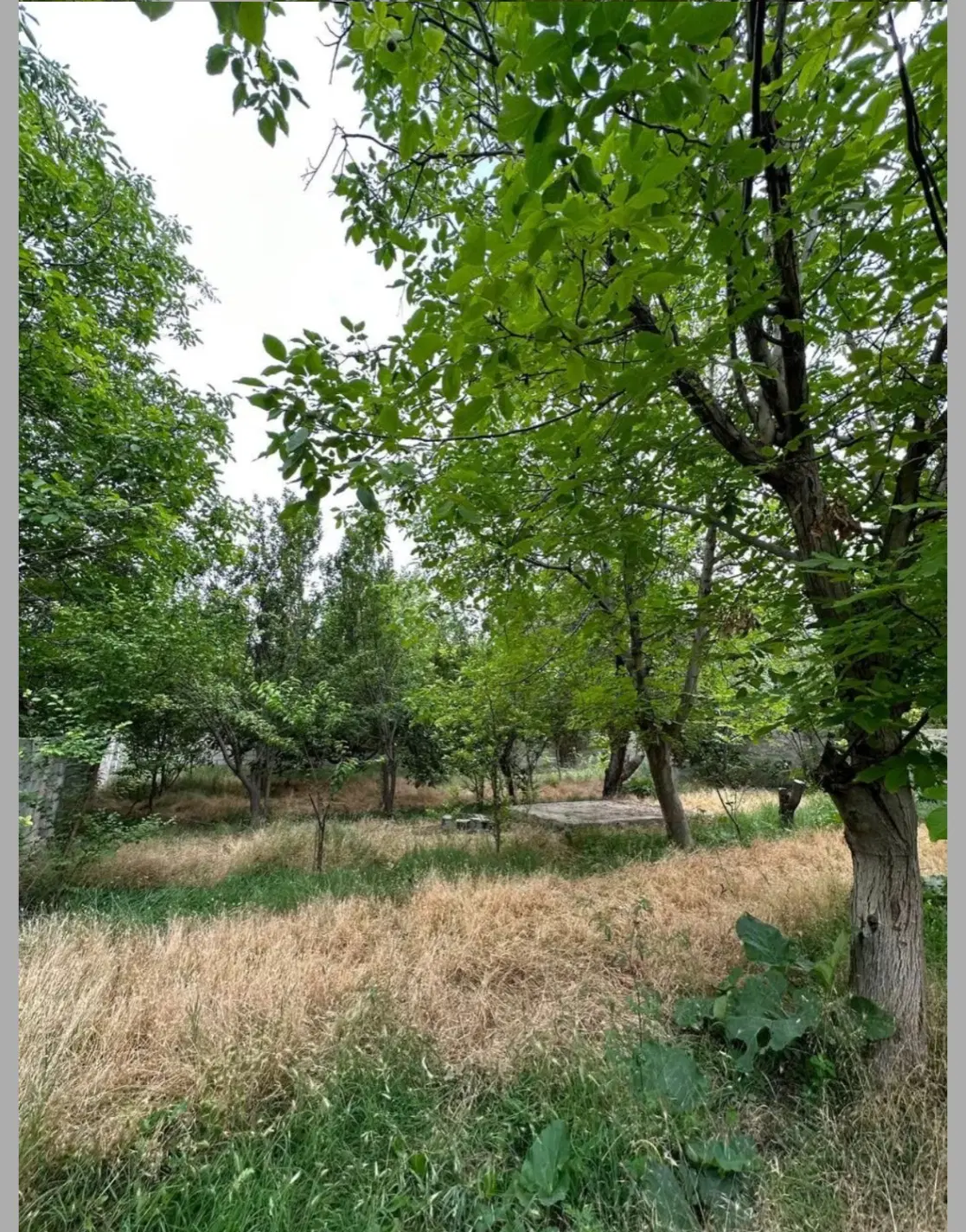 زمین اردبیل بنفشه درق
