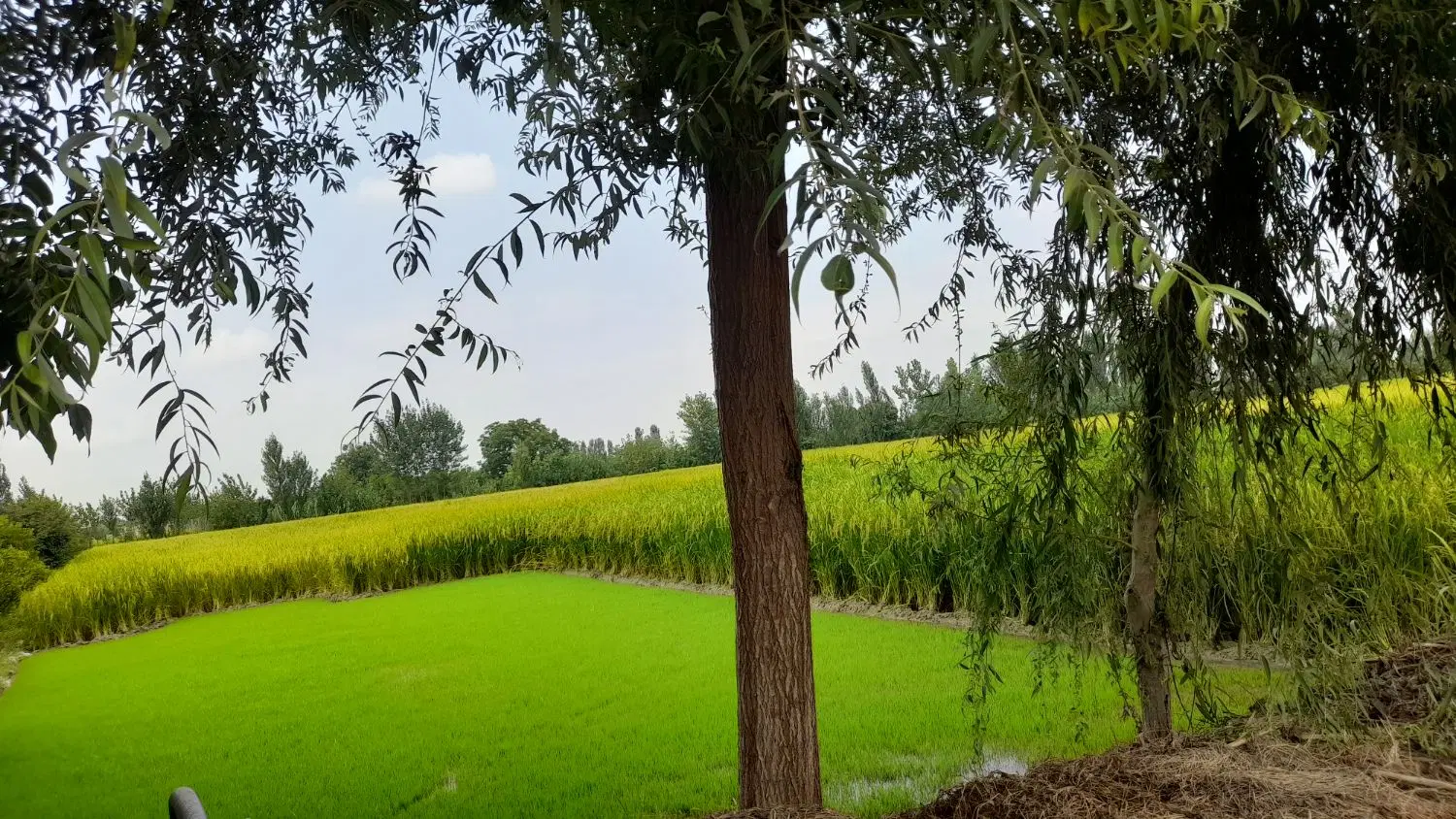 فروش ۱۱۷ متر زمین