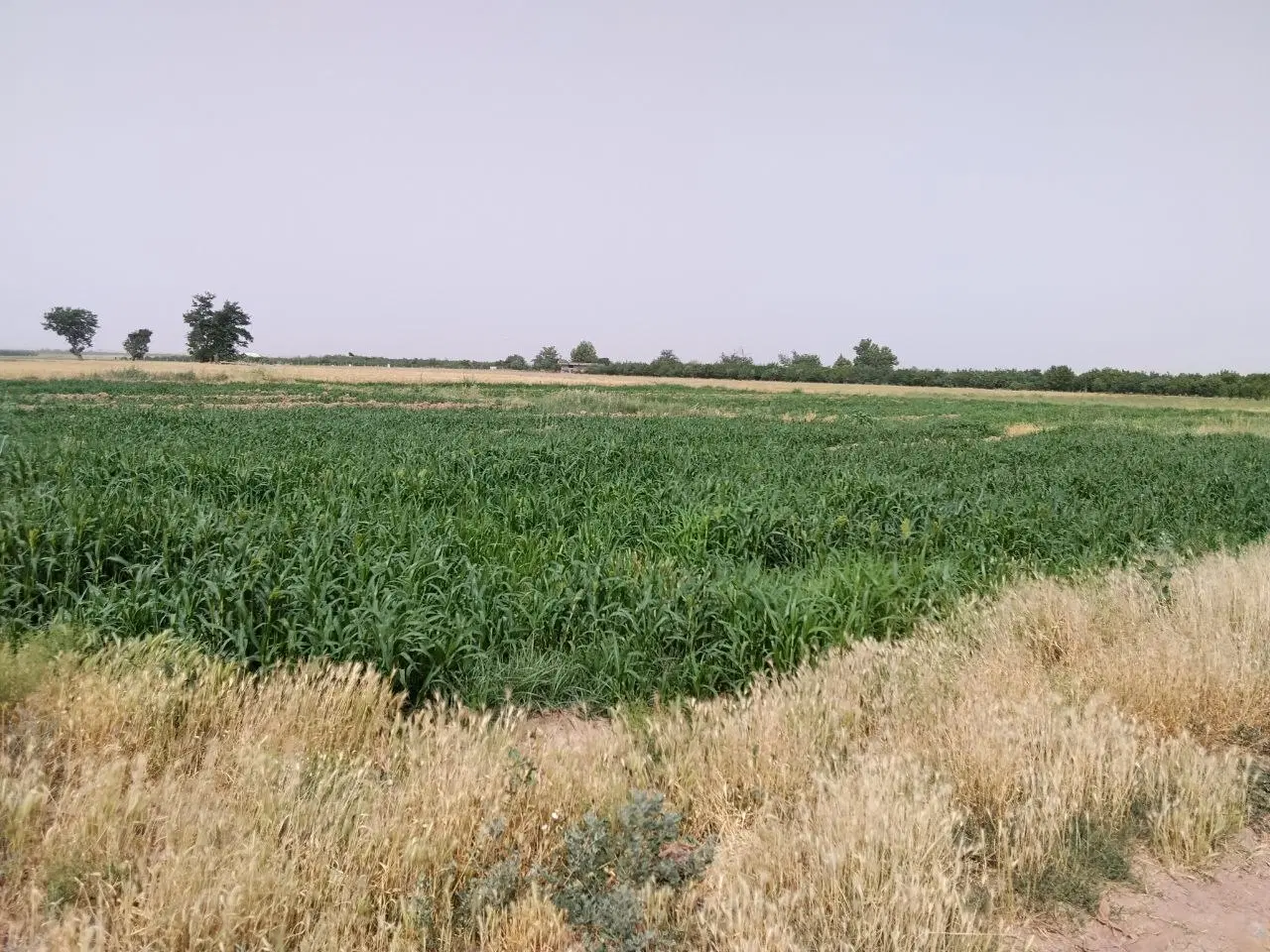 اجاره ی زمین و آب کشاورزی