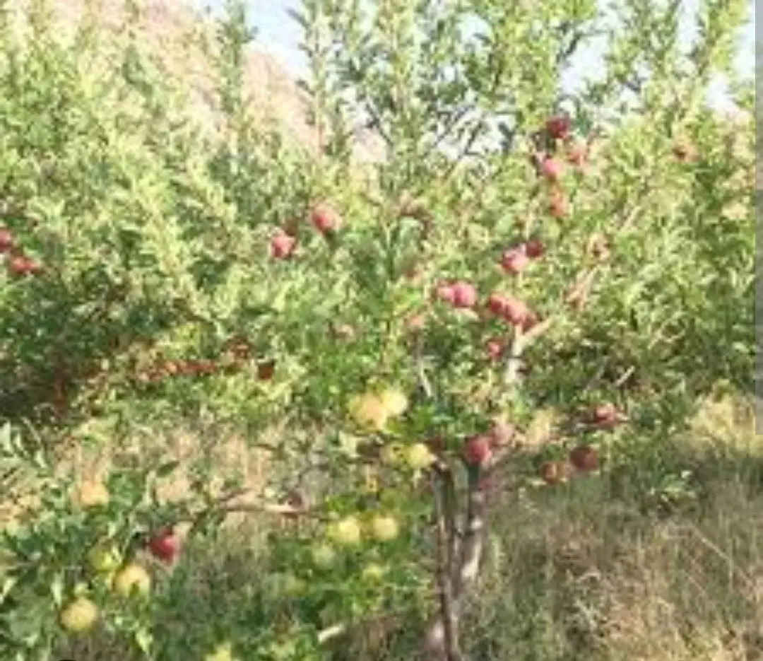 فروش باغ در کاکان