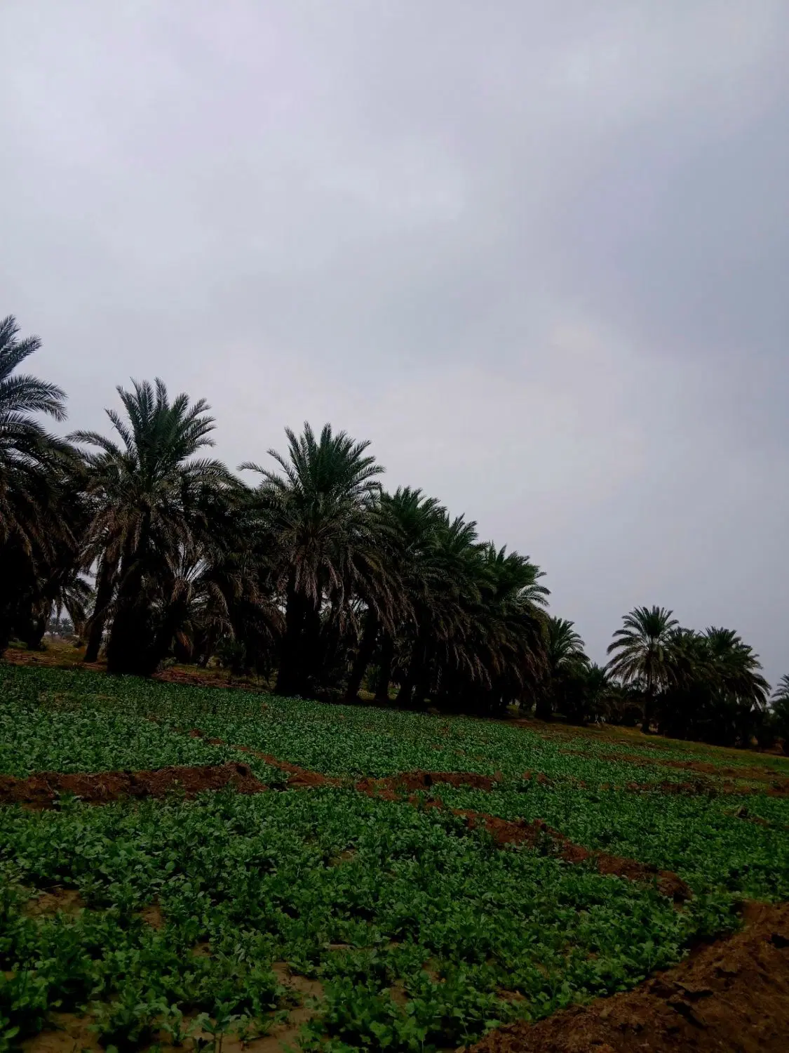 زمین مسکونی شهردراز ۲۰۰۰ متر کلاتوک