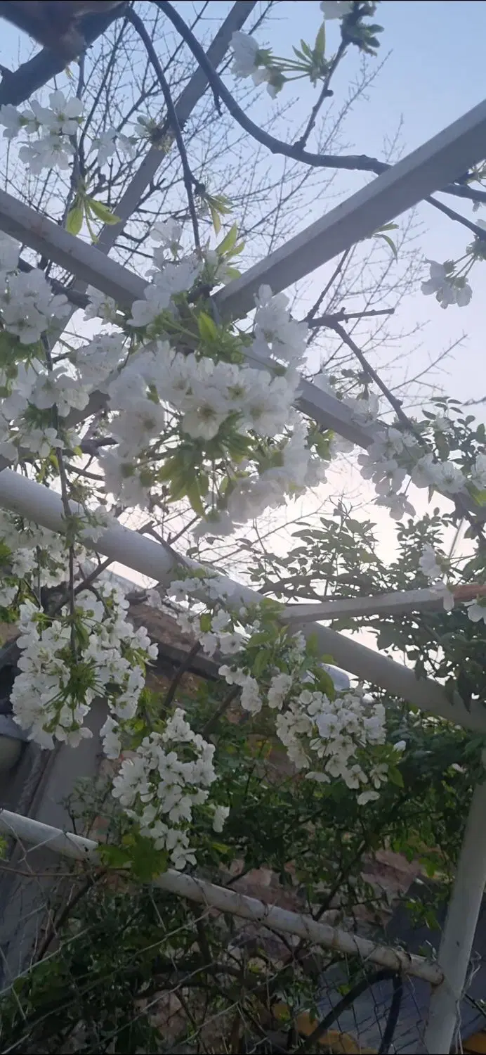 خانه ویلایی استخردار