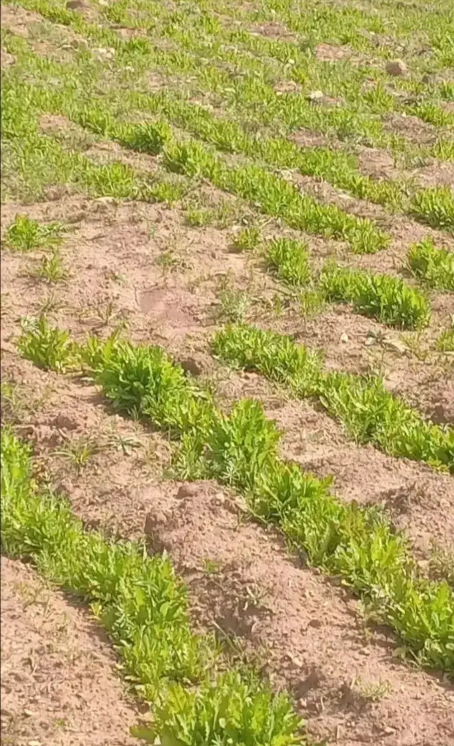 فروش فوری زمین کشاورری و مسکونی روستای وره زرد