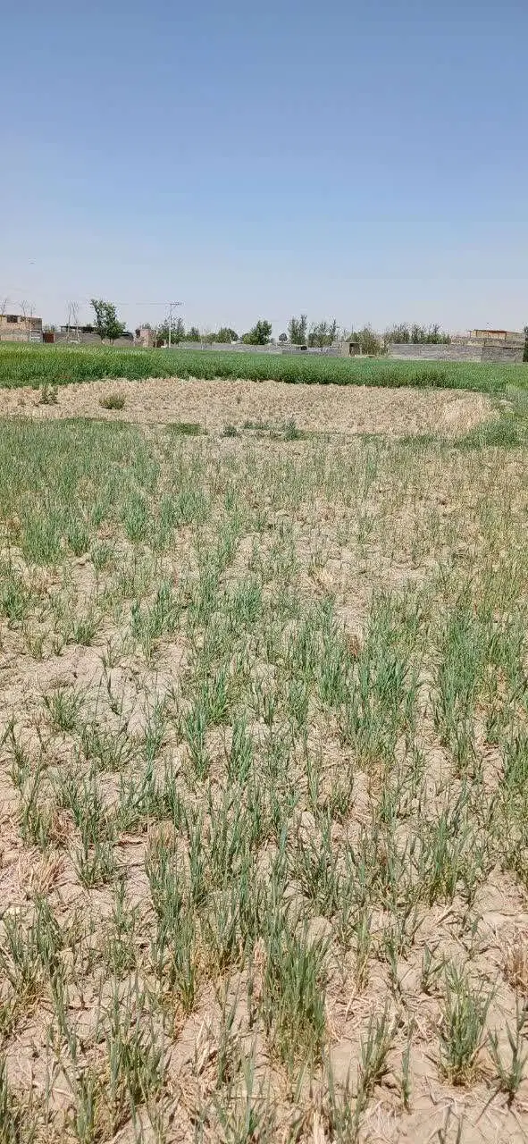 تکه زمین کشاورزی
