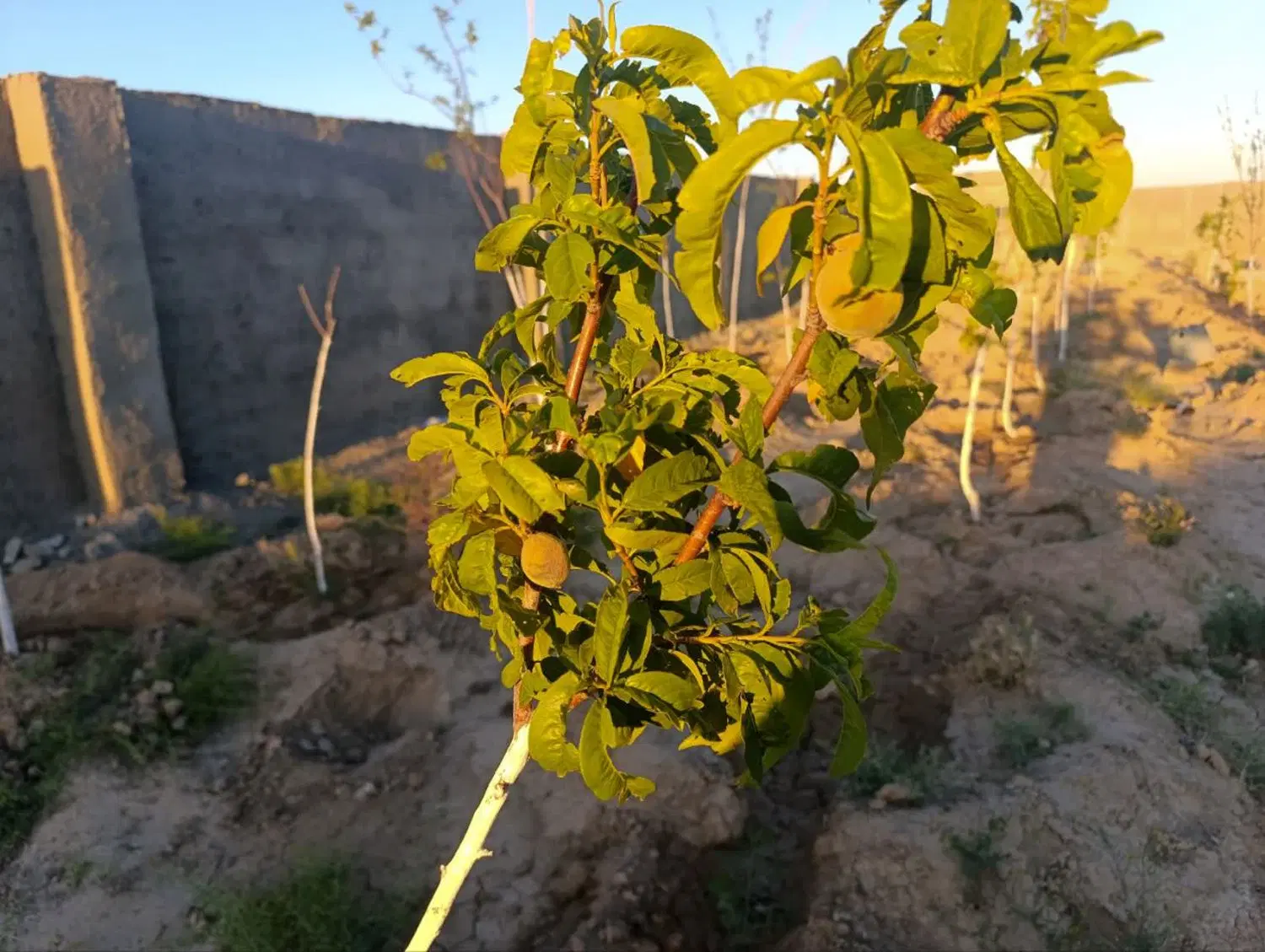 باغ وباغچه