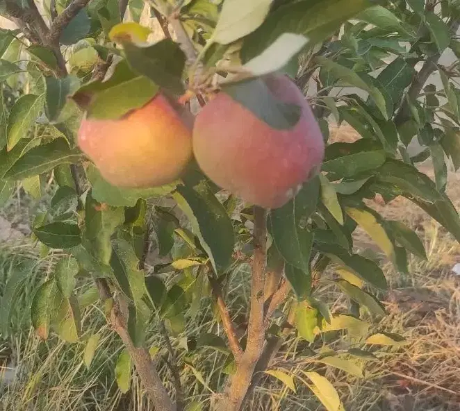 باغ دامداری ویلا