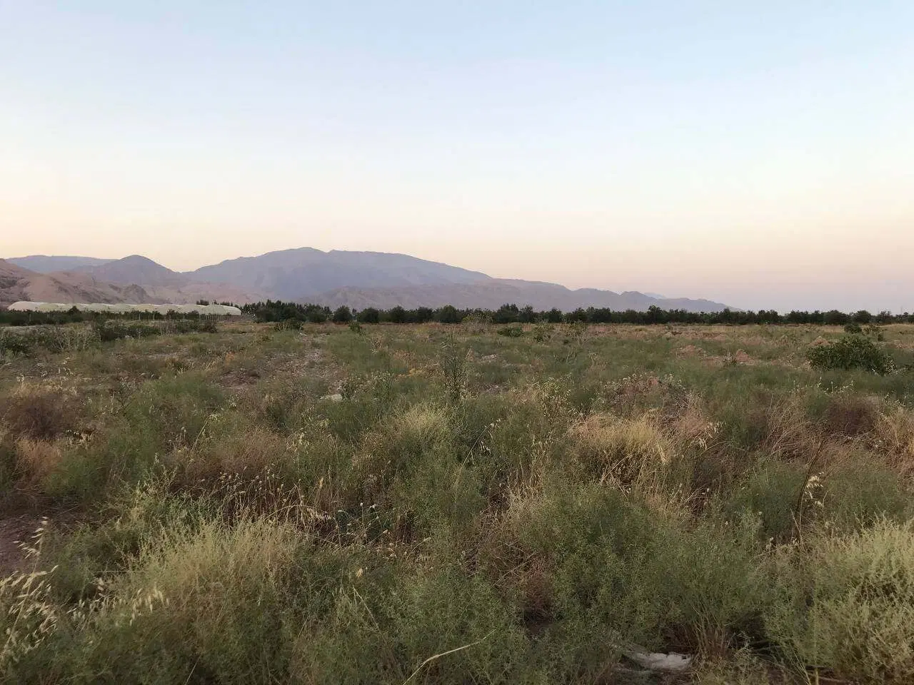 فروش باغ جوان و زمین مزروعی