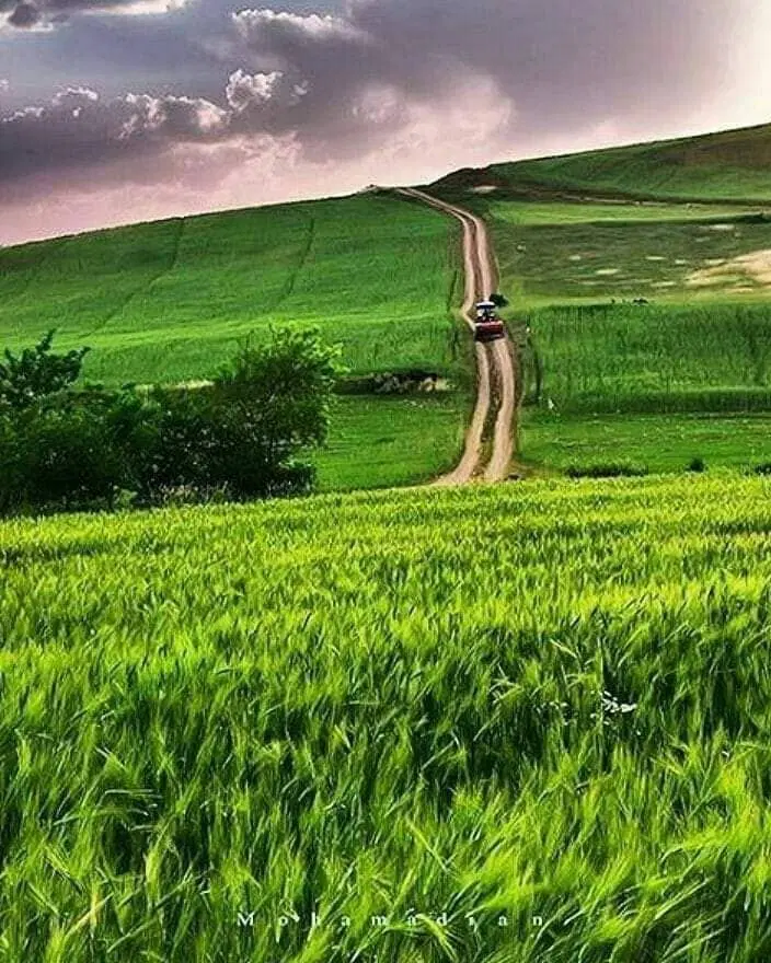 زمین چناران روستای گهوه