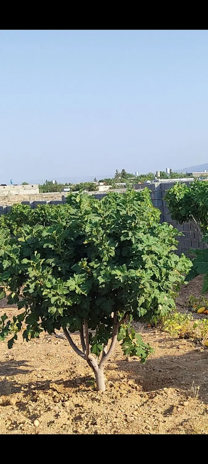 باغ شهری