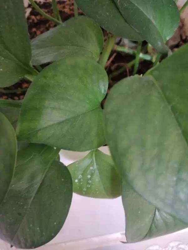 خونه باغ سرحد سادات،دلی مو