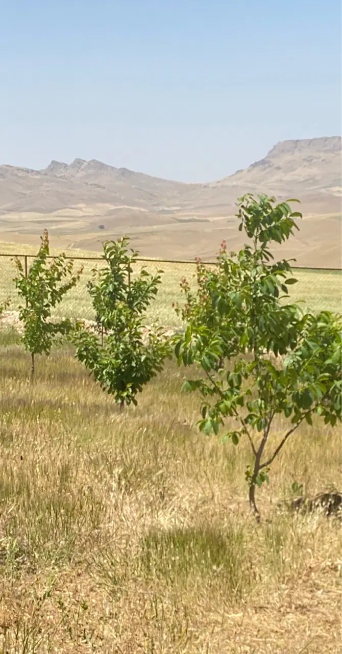 زمین خانه باغ در روستای یکشوه