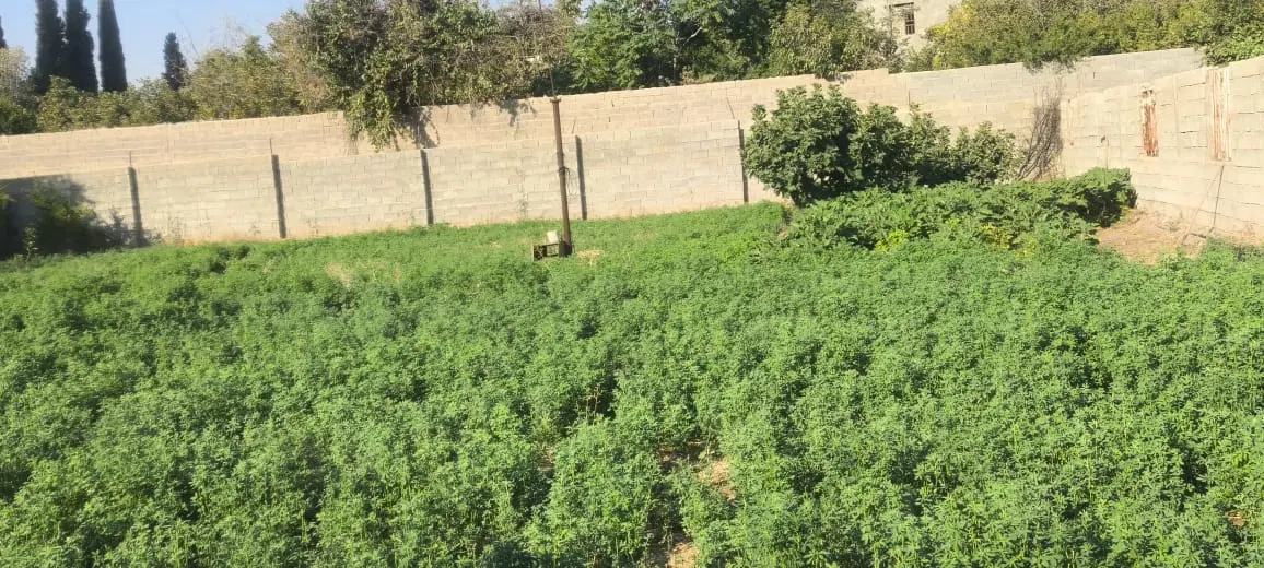 زمین 1000متری باغشهری