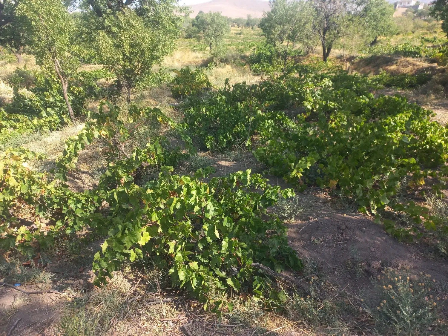باغ انگور و بادام