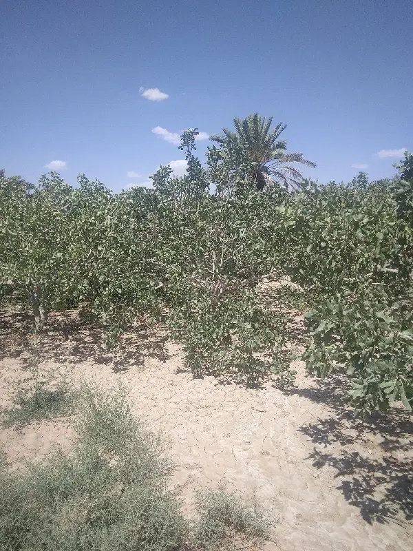 زمین فروشی بافق