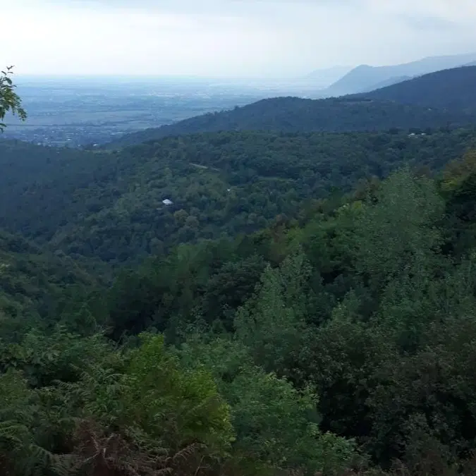 زمین داخل جنگل کنار چشمه