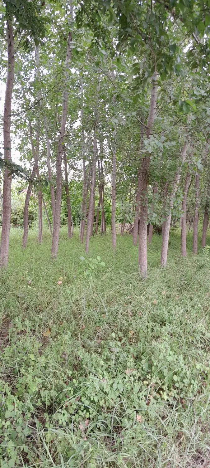 زمین مسکونی وباغی