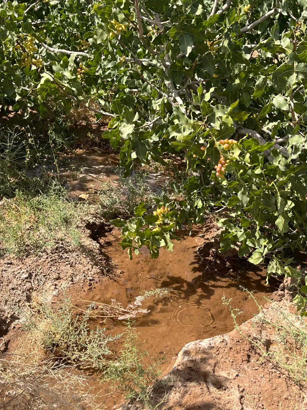 هزارمتر چهاردیواری باغ‌ پسته