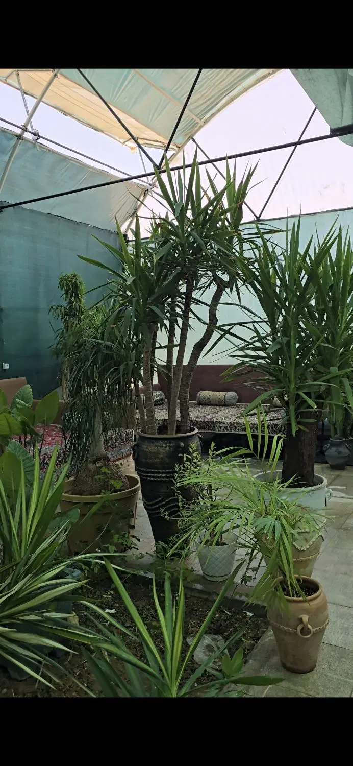 سازه گلخانه