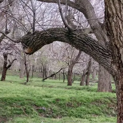 باغ گردو طرح هادی یکانه