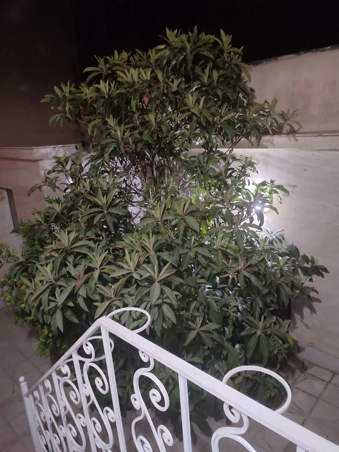 اجاره ویلایی ۱۸۰ متری
