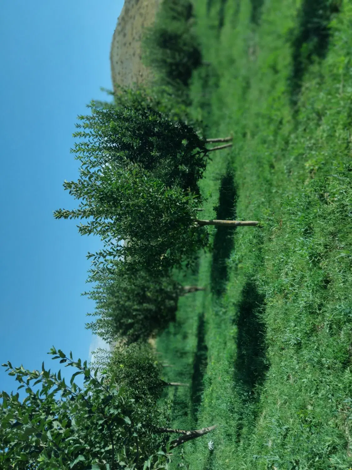 باغ با متراژ پنج هزار متر مربع و آب