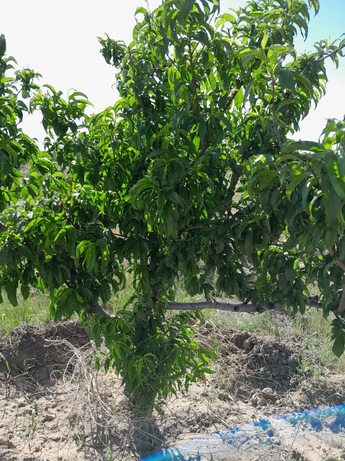 فروش زمین باغی در میانکوه