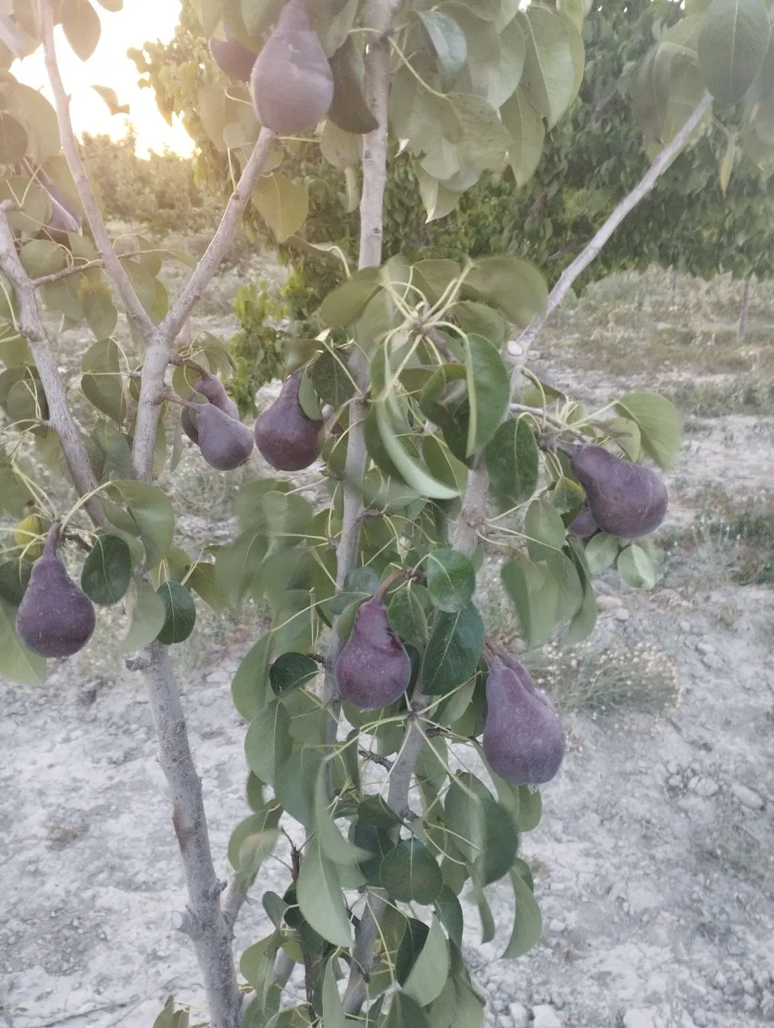 باغ فروشی
