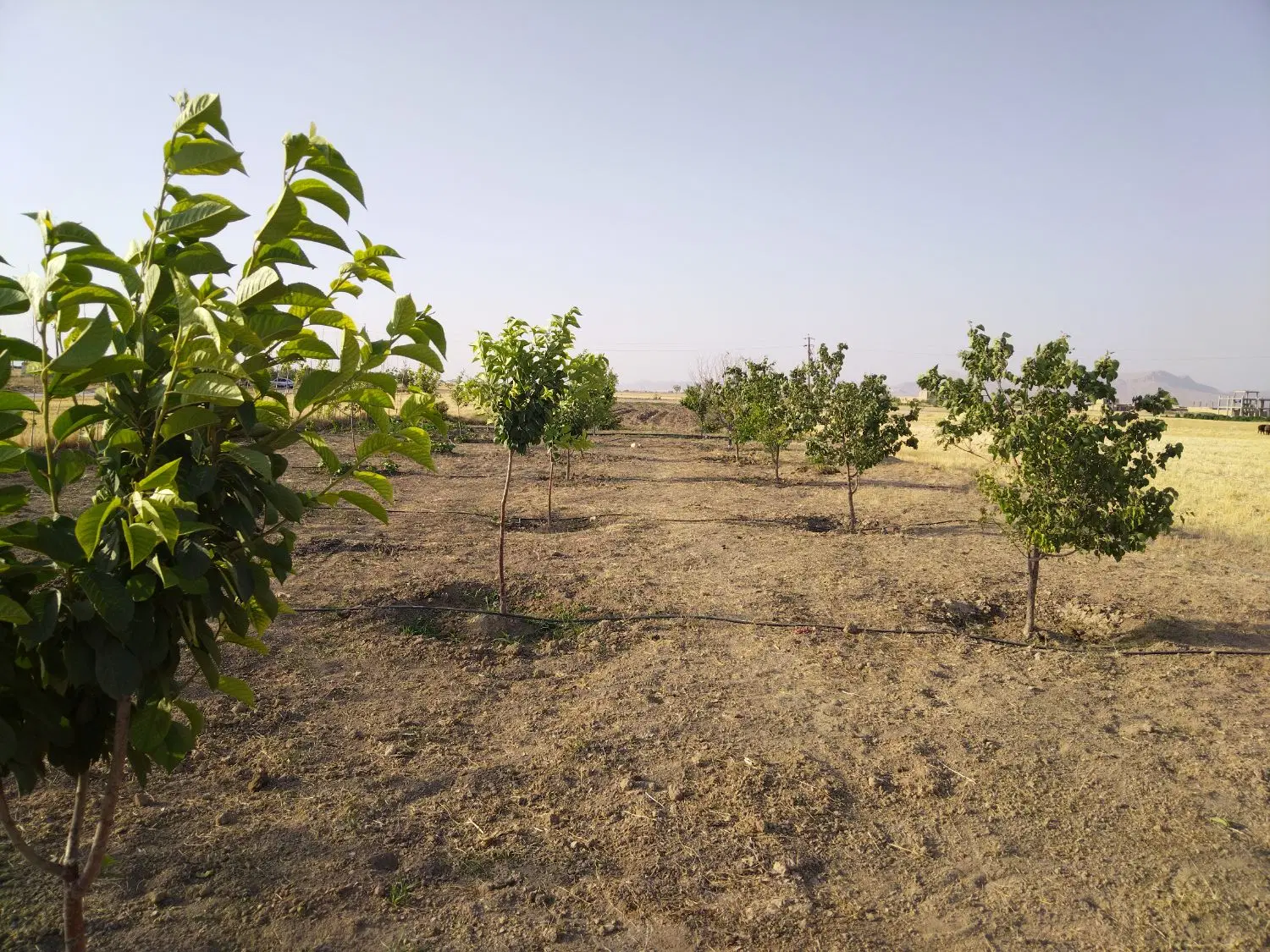 زمین و باغ کشاورزی