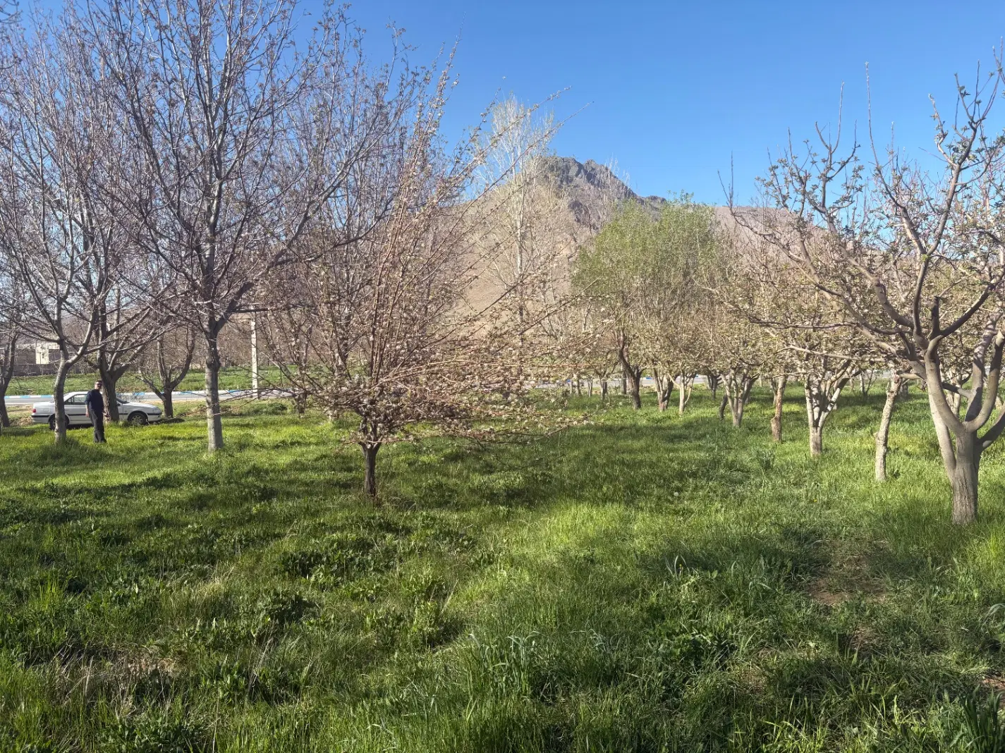 زمین کشاورزی