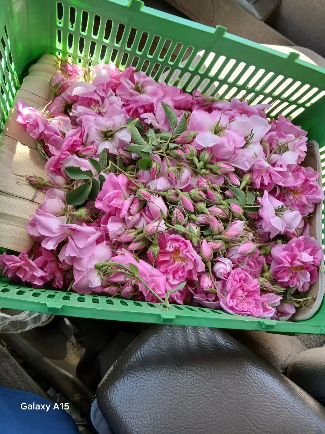 ۵ هکتار زمین و باغ