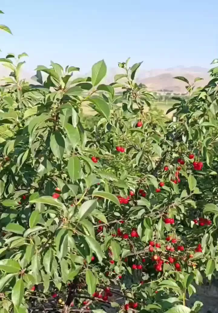 باغ صحنه