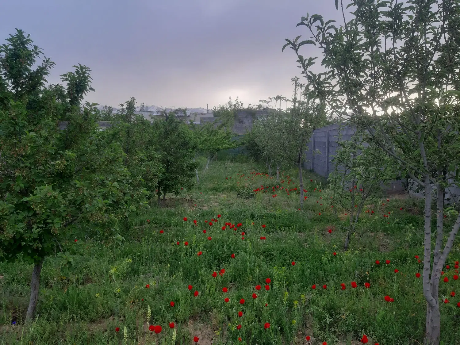باغ میوه در بهشت