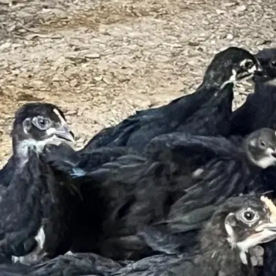 شراکت در فروش مرغ و جوجه