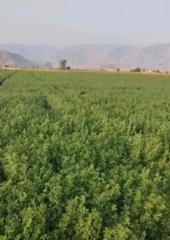 زمین کشاورزی