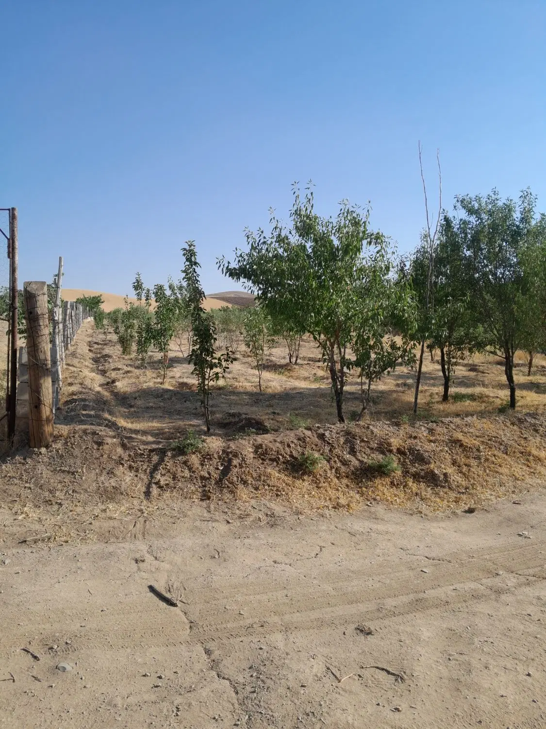 فروش باغ در روستای ماروف