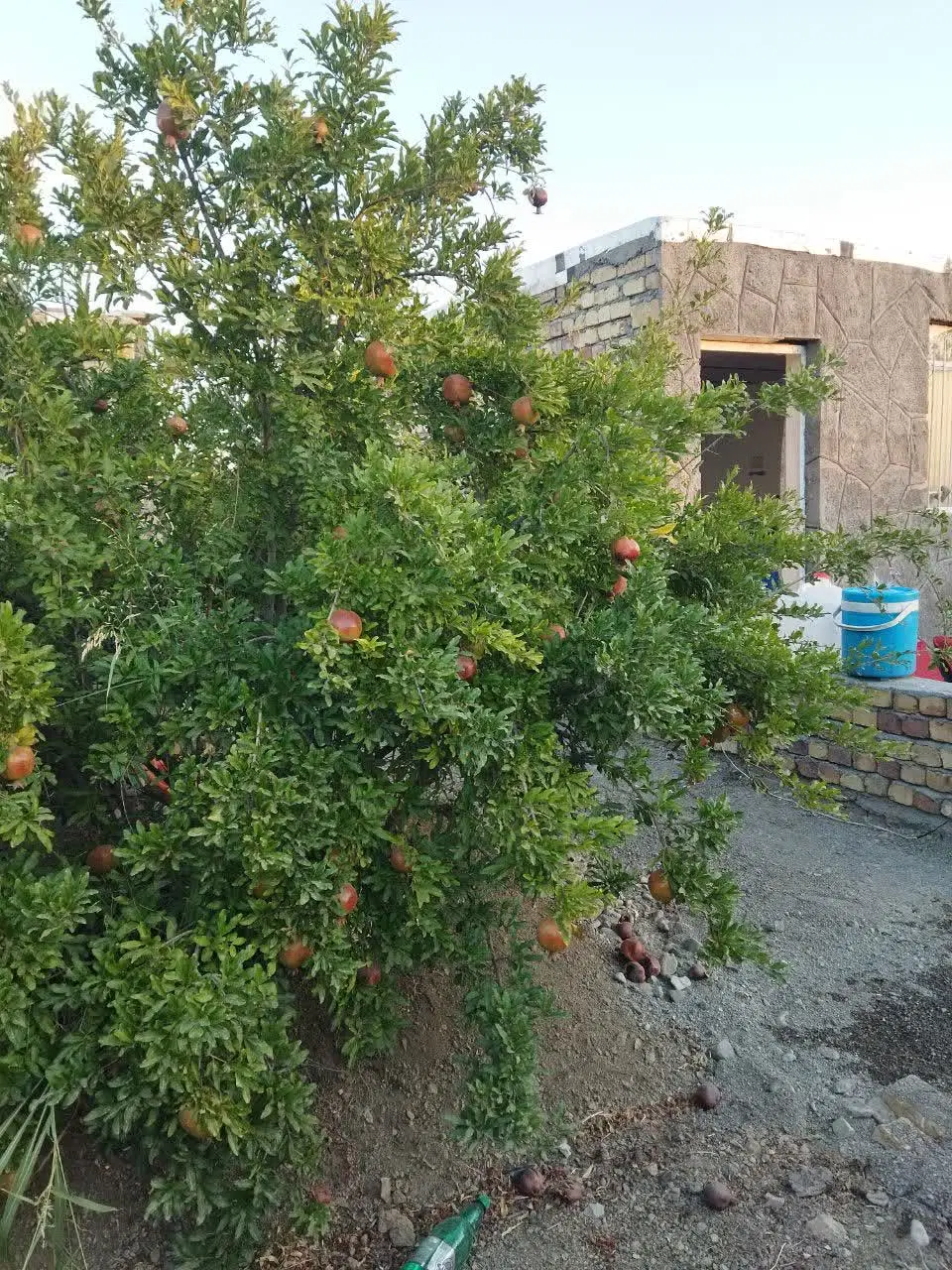 باغ در اندیش
