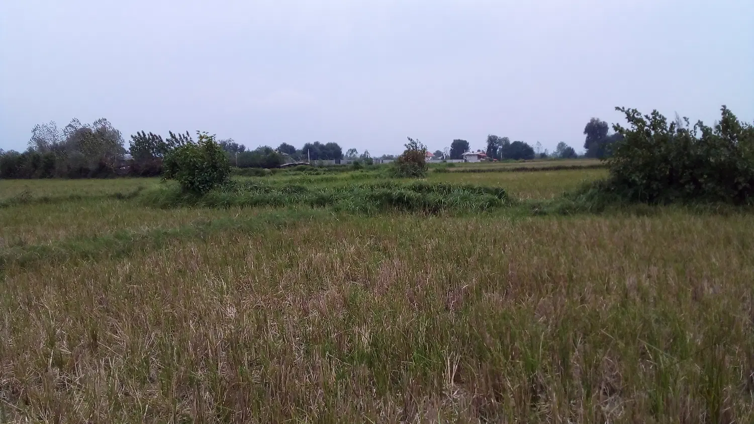 ۱۶۶۶ متر شالیزار واقع در روستای خسمخ