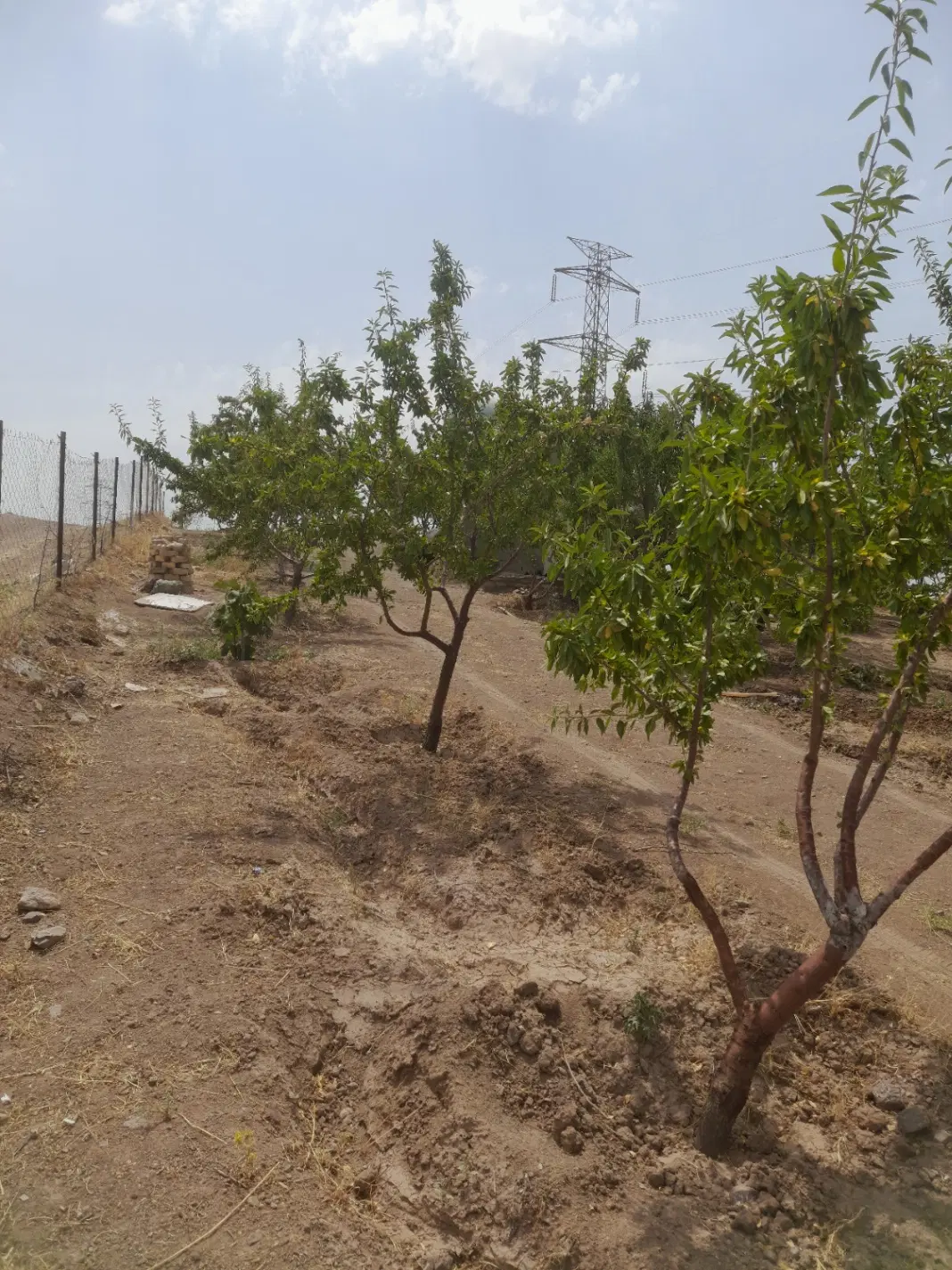 فروش باغ بادام
