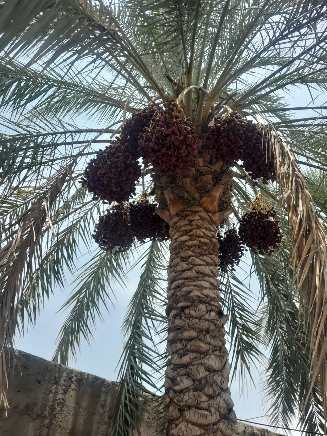 دوعدد باغ خرما سنگین وزن اجاره داده می‌شود