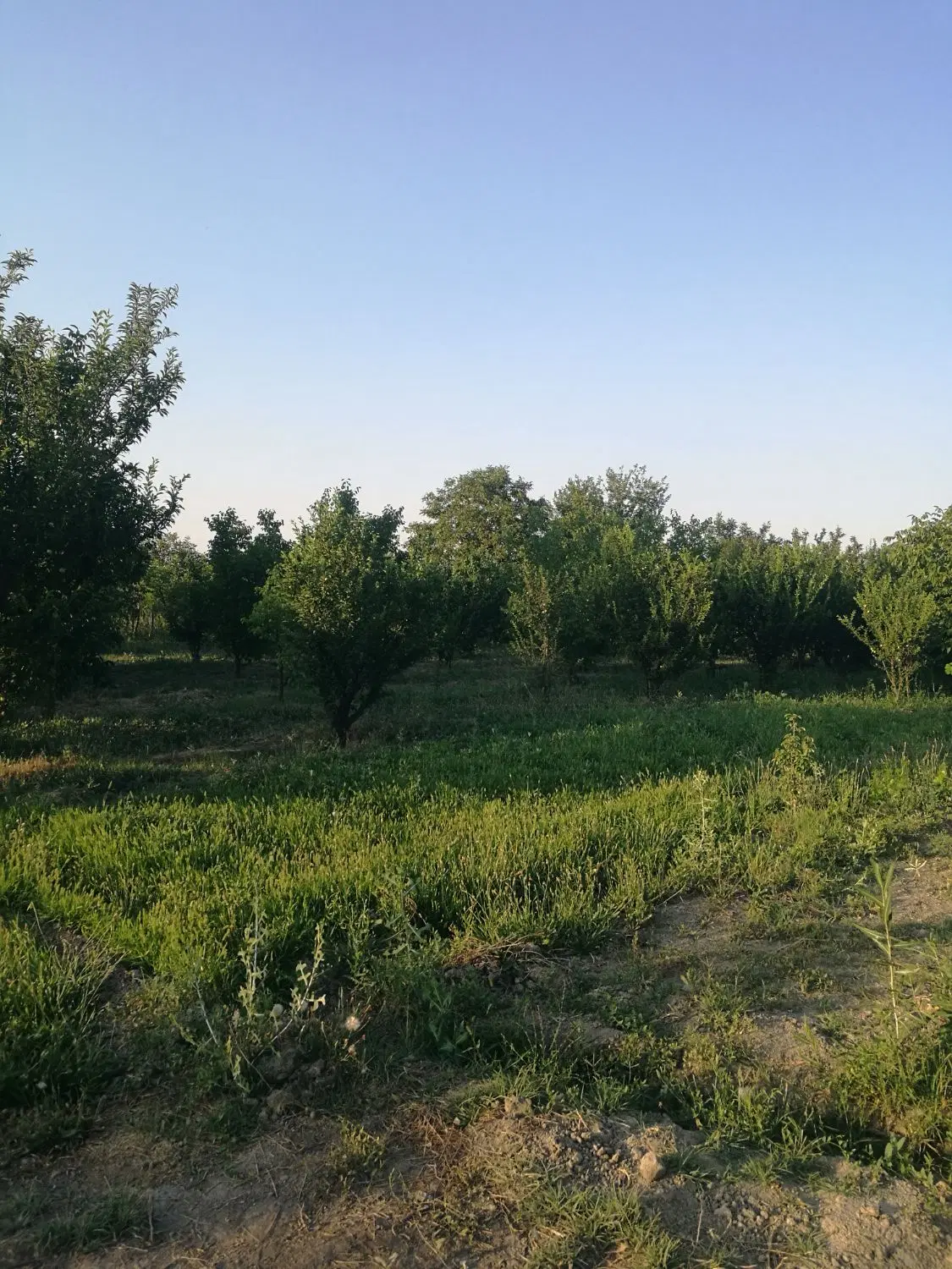 باغچه جاده کلانتری آباجالو
