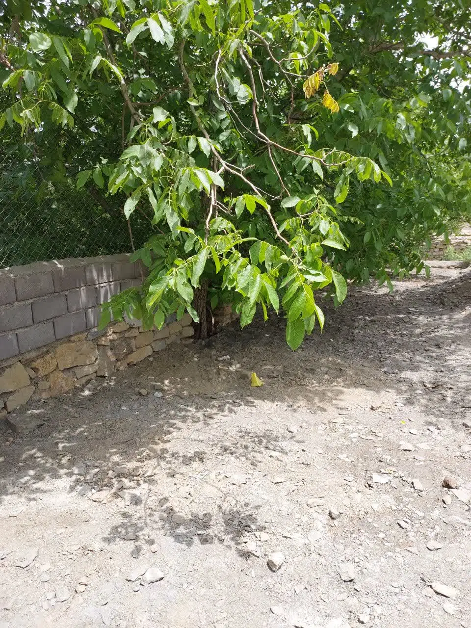 باغ میوه بر جاده