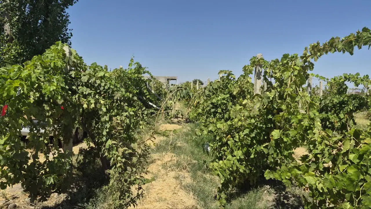 باغ انگور