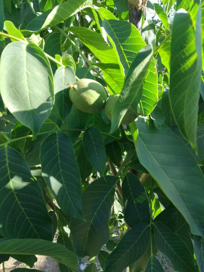 باغ جاده اصلی سراب نیلوفر