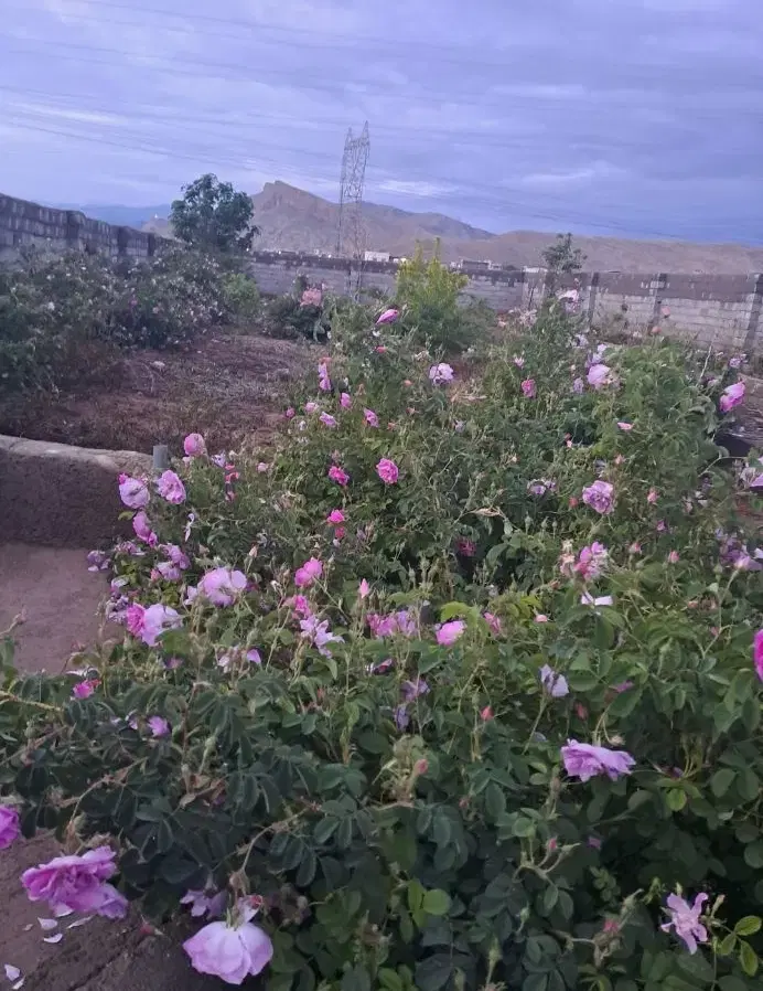 باغ و زمین