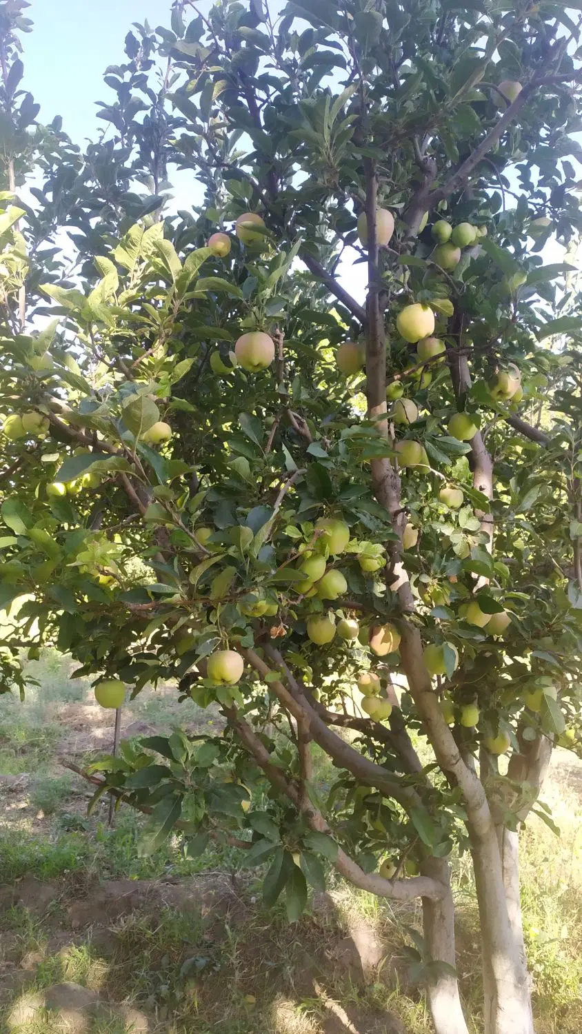 800 باغ ویلای