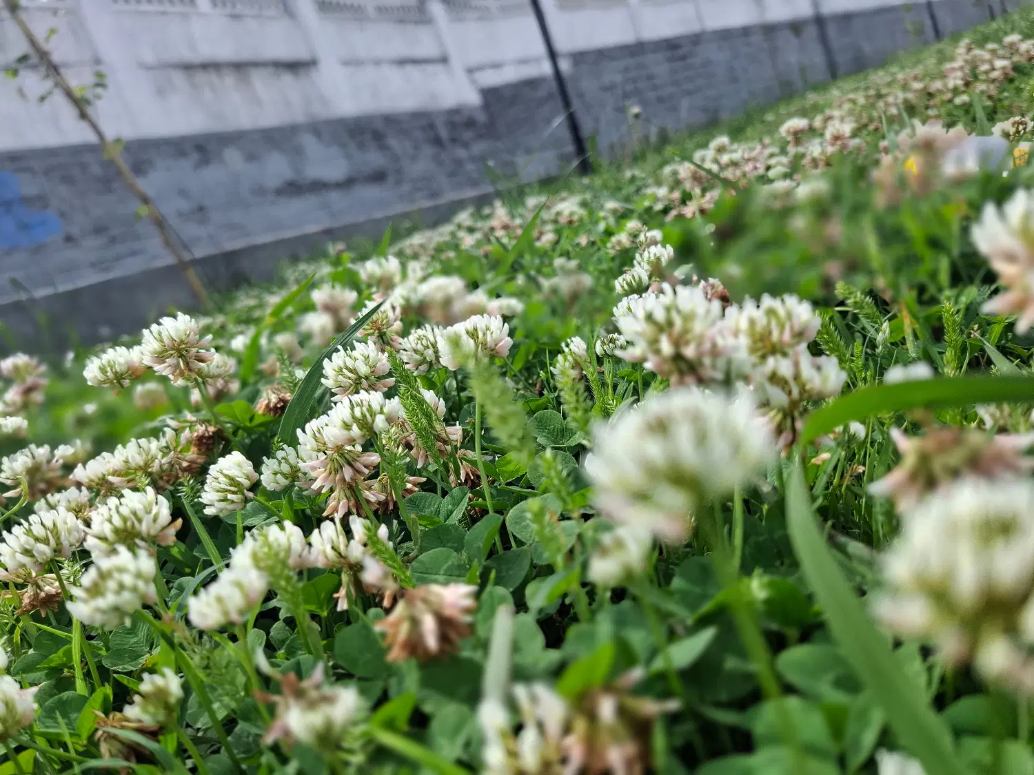 یک قطعه زمین خانه سری
