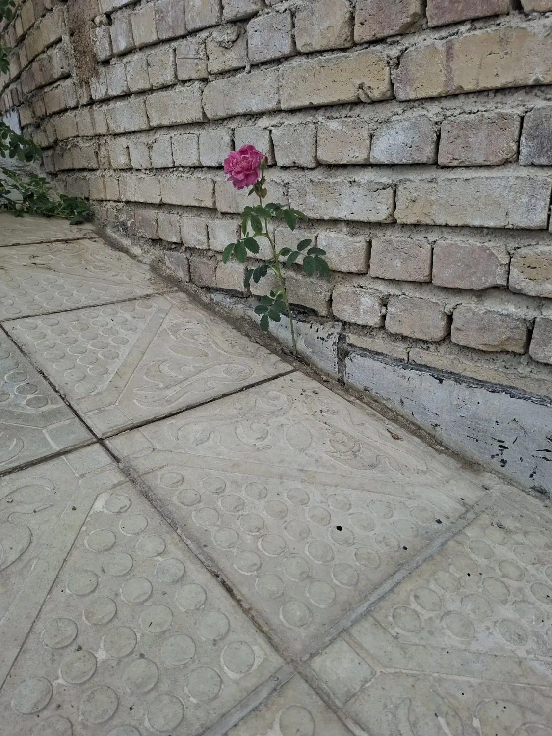 باغچه جاده سنتو